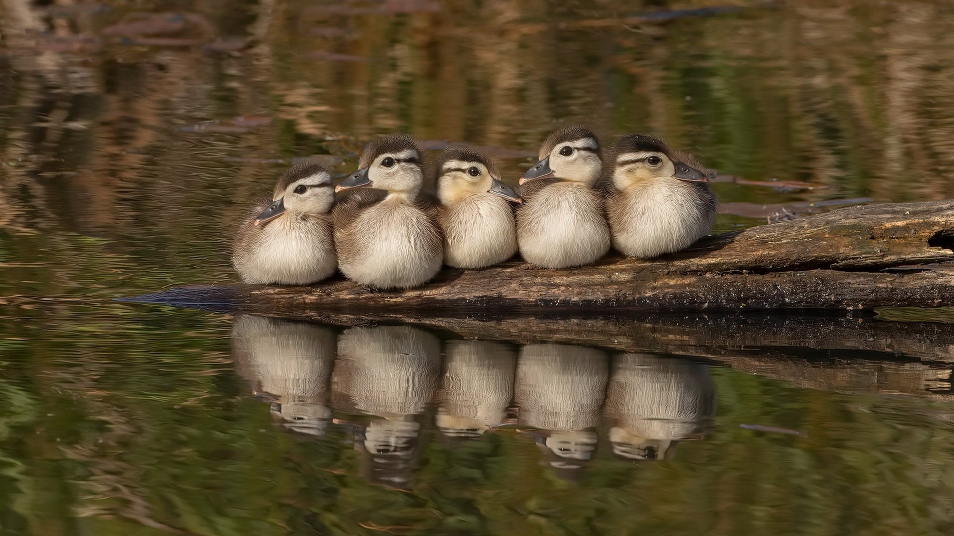 青训人才梯队留存为何缺失激励机制，青训梯队招生
