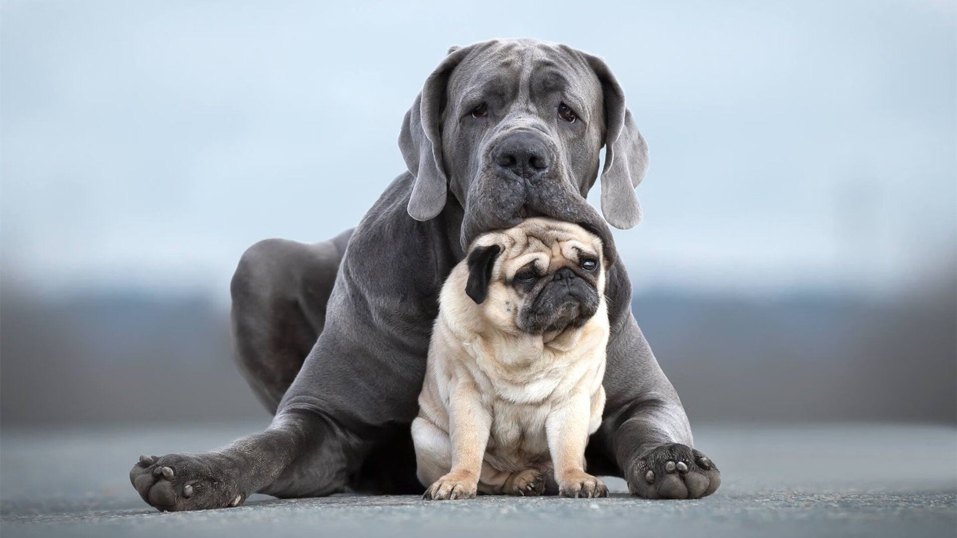 职业联赛管理公司权责不明，职业联赛是谁举办的